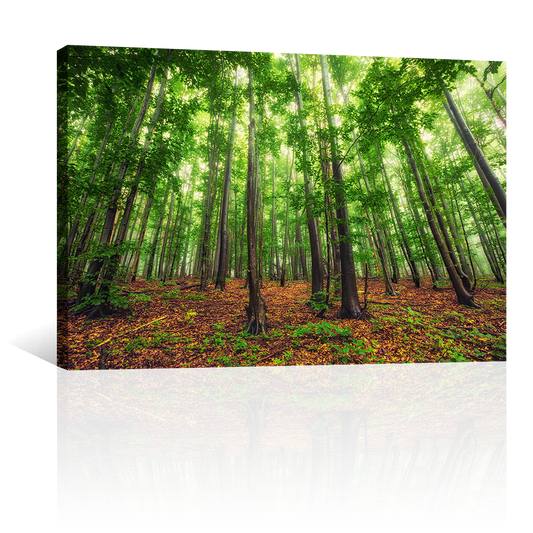 Bosque Bello