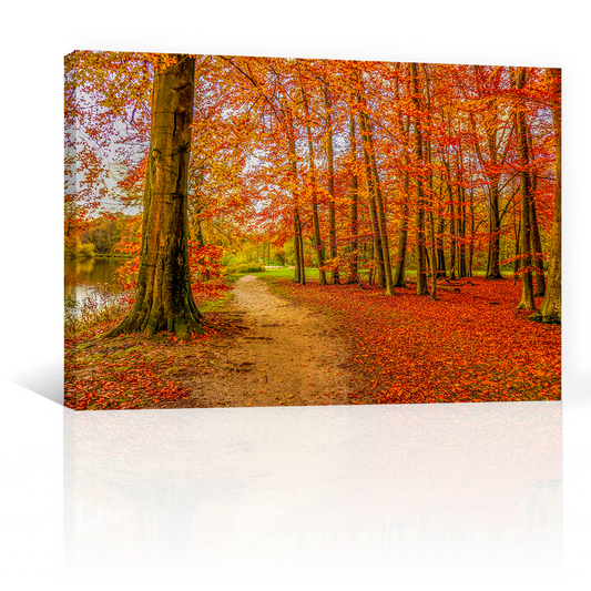 Bosque Y Hojas De Otoño