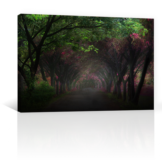Bosque Con Camino Oscuro