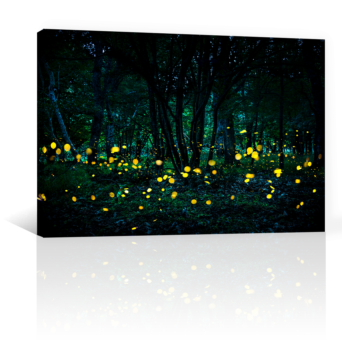 Bosque Luciernaga