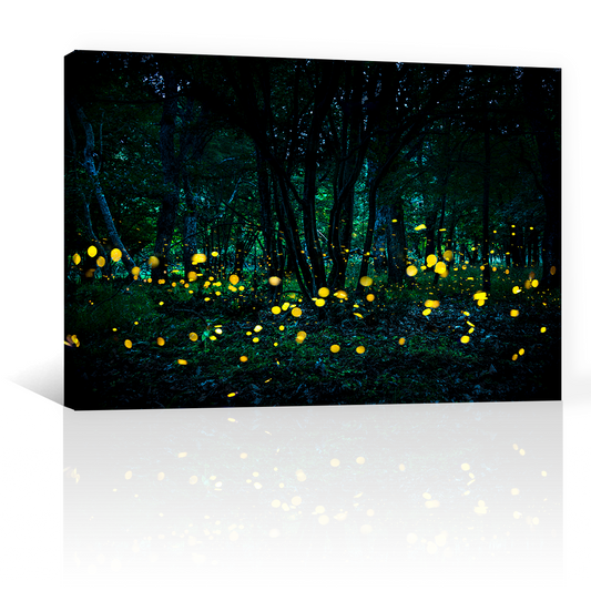 Bosque Luciernaga