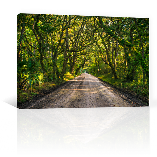 Camino En Arboles