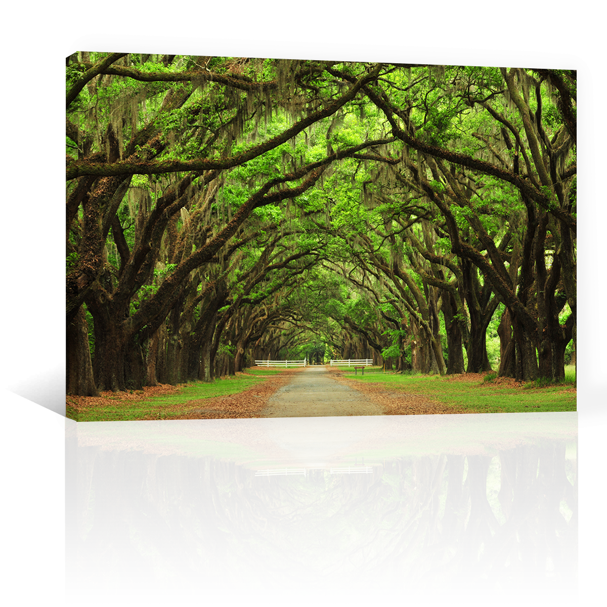 Bosque Antiguo Y Vereda