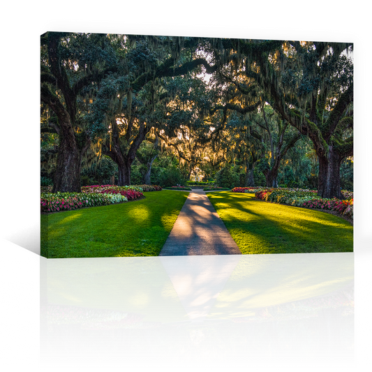Bosque Frondoso Y Vereda