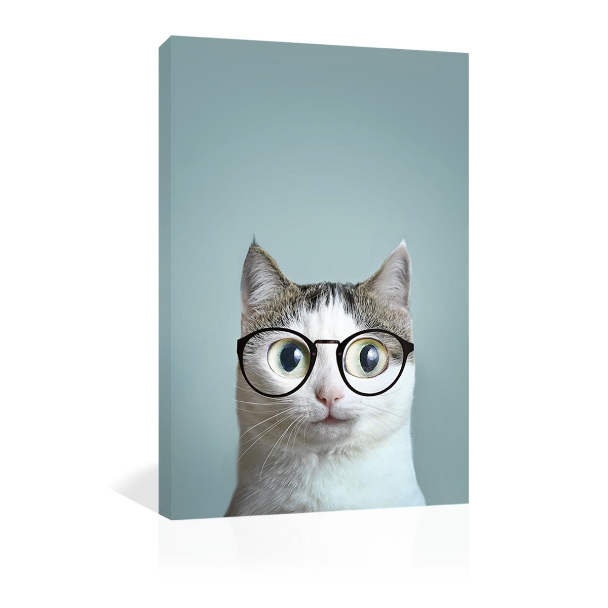 Gato con lentes