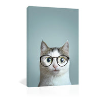 Gato con lentes