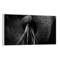 Trompa de Elefante