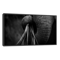Trompa de Elefante