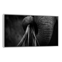 Trompa de Elefante
