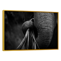 Trompa de Elefante