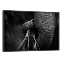 Trompa de Elefante