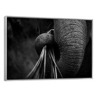 Trompa de Elefante